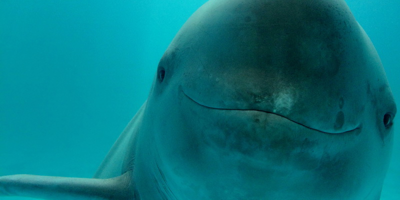 Something to smile about at last (© WWF / Yi Qing)